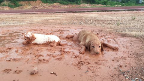 Dog Duo Loves Rolling In Muddy Puddle