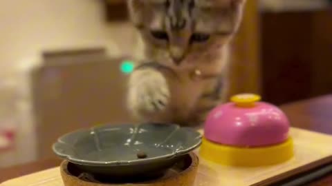 The Kitten is Such a Foodie