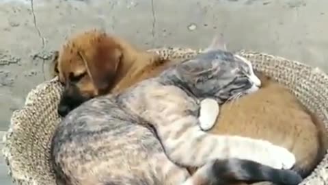 Dog and Cat doing things