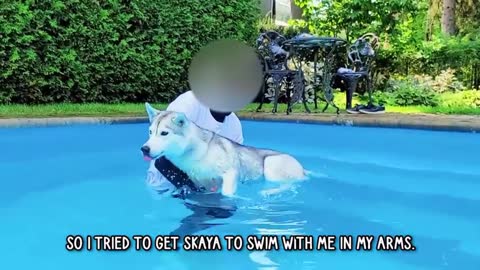 Husky Dog - Beautiful Husky Dog can't Swim Part 3