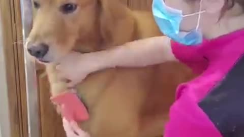 Dogs reaction very funny 😍