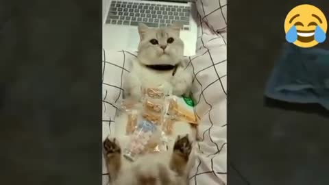A este gatito lo premiaron con muchos dulces