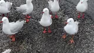 Hungry Gulls