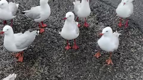 Hungry Gulls