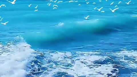 The sea is so beautiful and the seagulls are so natural