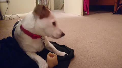 Cute Jack Russell Dog just chilling with her bone and listening to the conversation downstairs