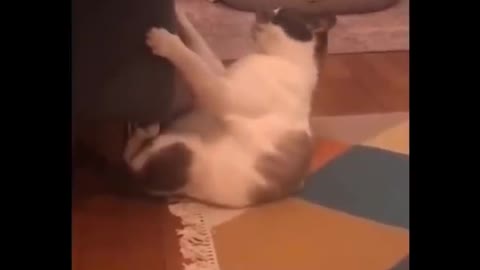 Funniest Cats 😹 - Don't try to hold back Laughter 😂 - Funny Cats Life