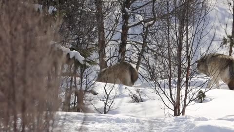 O Que os Lobos Podem Nos Ensinar Sobre a Vida