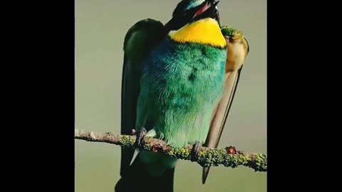 Beautiful Bird #rumble #foryou #fyp