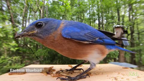 Eastern Bluebird - House Finch
