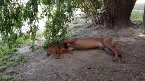 Lion Hound Tickle in Training with Lion Hound Mister