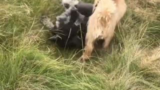 Little Happy Hounds Outside in Nature