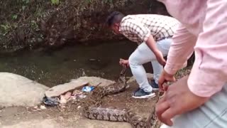 Indian snake catchers rescue seven-feet-long python