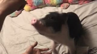 Mini pig knows some tricks!