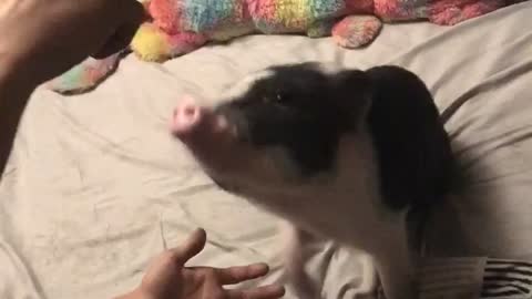 Mini pig knows some tricks!