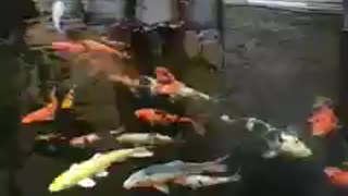 Koi fish pond