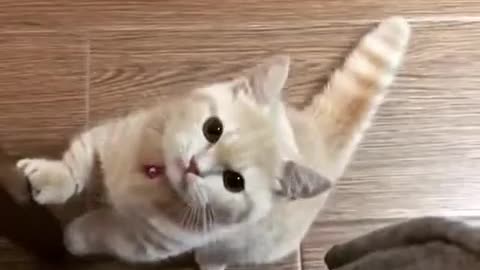 a baby cat asking the owner for food [VERY FUNNY]
