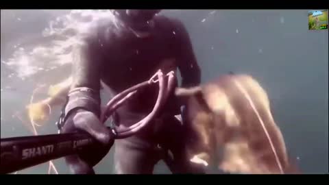 Underwater Fish Hunting Skills _ Spearfishing Techniques _ Lobster Underwater.mp4