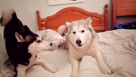 Husky Talk Before Bedtime