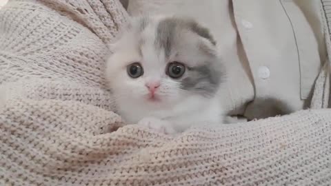 kitten video training