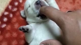 White puppy eating finger