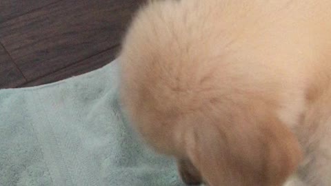 Golden Retriever Puppy Biting His Lambs' Tail