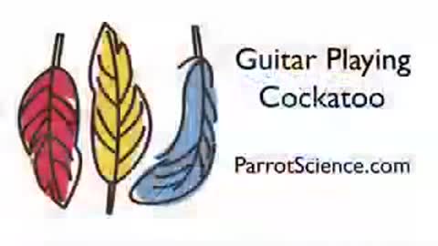 WOW! Guitar Playing parrot funny pet bird cockatoo video! ༄