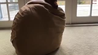 Dog inside pillow
