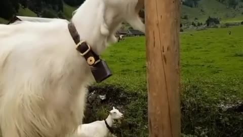 Funny Switzerland cow trying to ring his neck bell by shaking his head