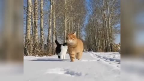 Ultimate Funny Cats and Dogs 😻🐶 Funniest Animals 😂