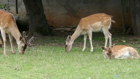 Three deers eating grass