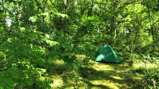 My secret little stealth camping woods