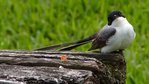 Bird / tesourinha silvestre