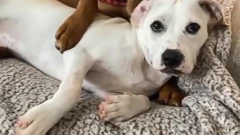Pair of sweet doggies preciously cuddle with each other