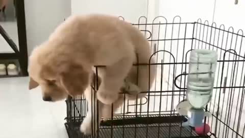 so nice! cage the puppy in a metal cage, desperate to climb and jump until it falls to the floor