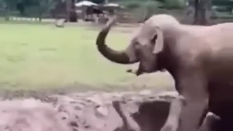 wild elephants angry moment! 😱