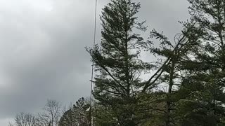 Trimming the Trees