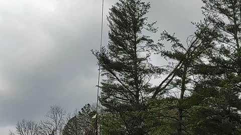 Trimming the Trees