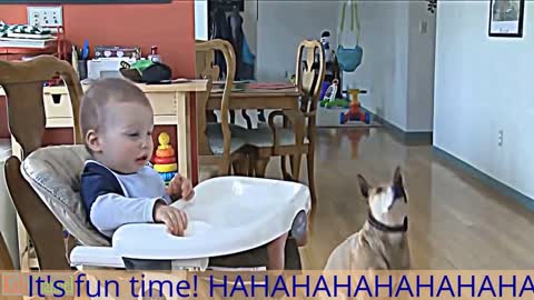 funny dog video for smart child ll BNB target