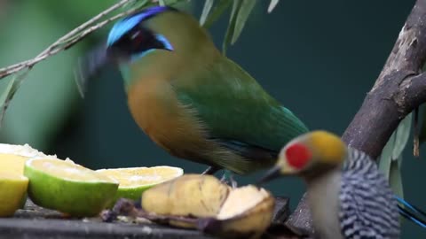 Blue-crowned Motmot eating fruit