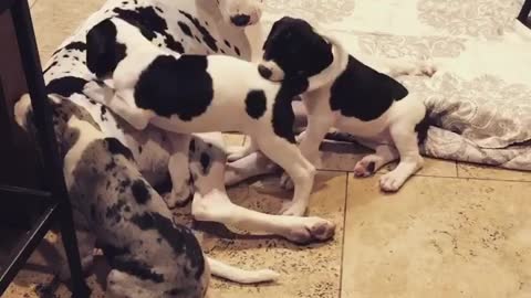 Blue Great Dane Dog Funny Videos 148 - The Great Dane Puppies Video - Great Dane Compilation