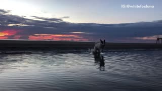 White dog slow motion runs across water sunset