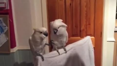 parrot dancing to music