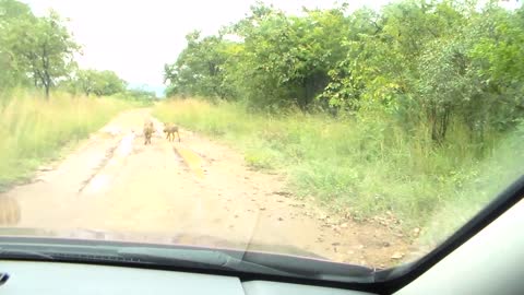 Kids' first encounter with warthogs