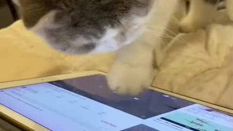 iPad toy cat