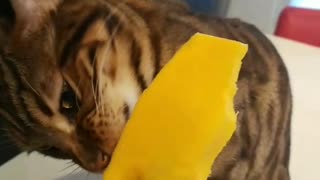 Ever seen a Kitty who likes eating Mango?