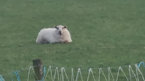 Sheep Sitting Down On A Field In Wales.