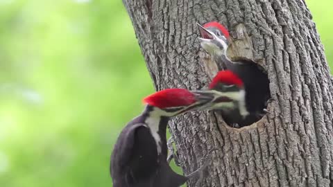 Mother woodpecker feeds her chicks in the nest