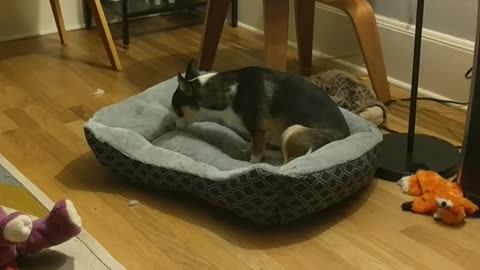 Brown black white dog keeps steeping on grey dog bed