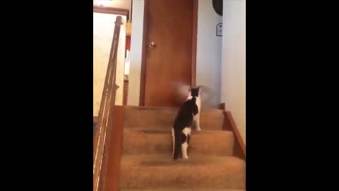 funny Cats and dogs videos try not to laugh😂😂😂